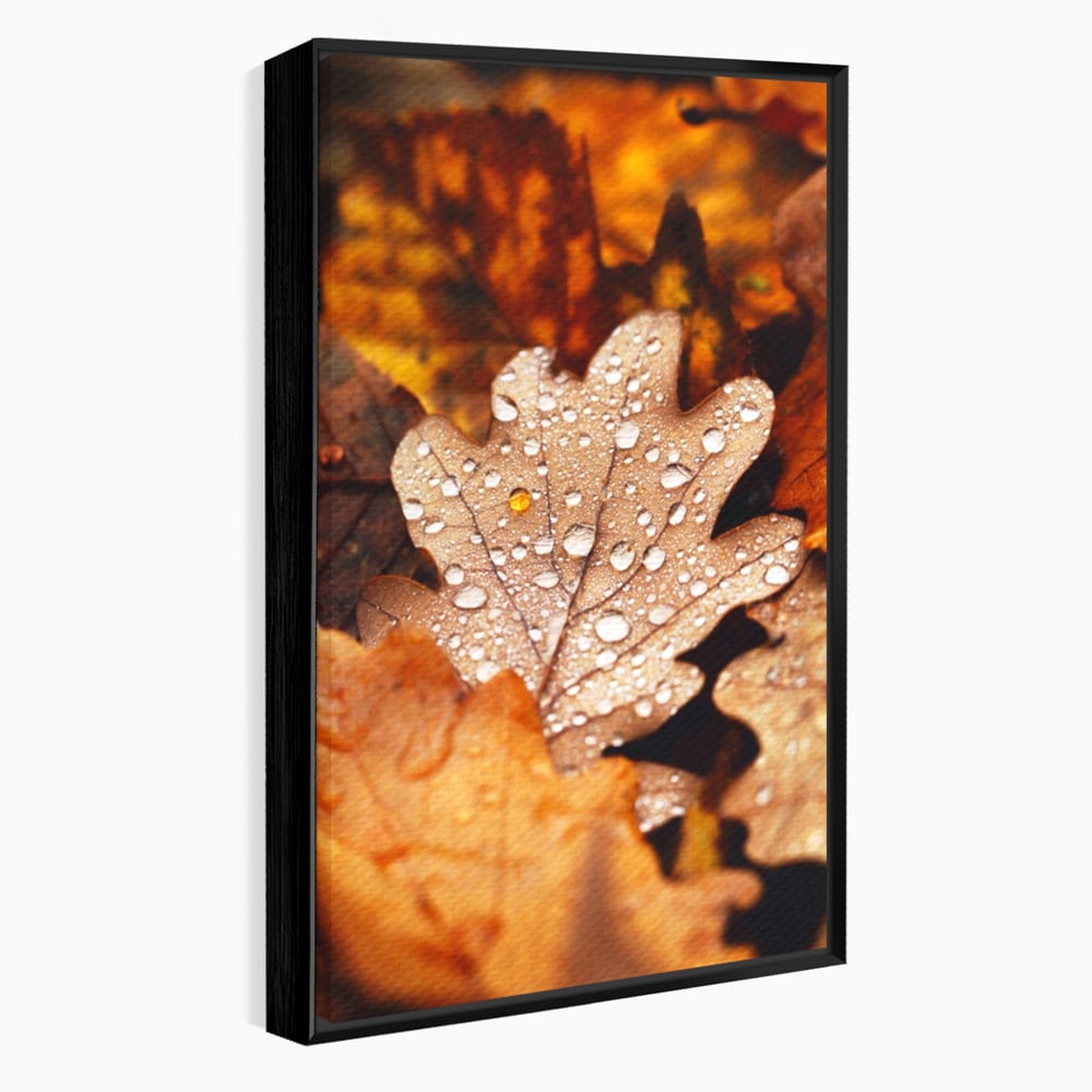 Tablou canvas cu frunza de stejar cu picaturi de roua, in rama de aluminiu negru